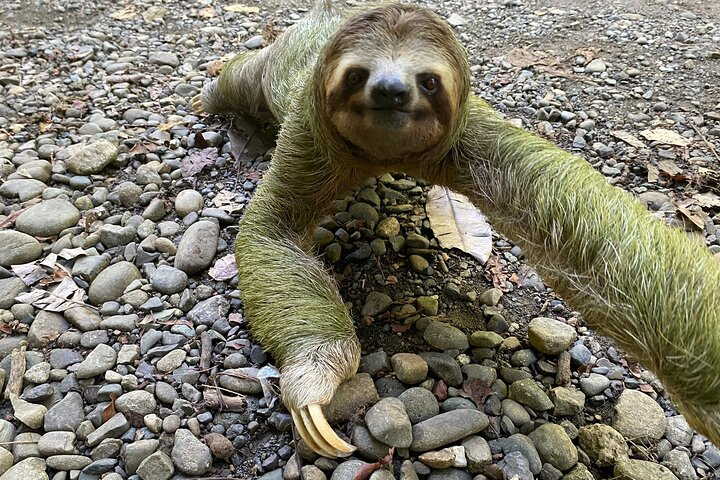 Manuel Antonio National Park: Guided Tour with TICKET INCLUDED - Photo 1 of 23